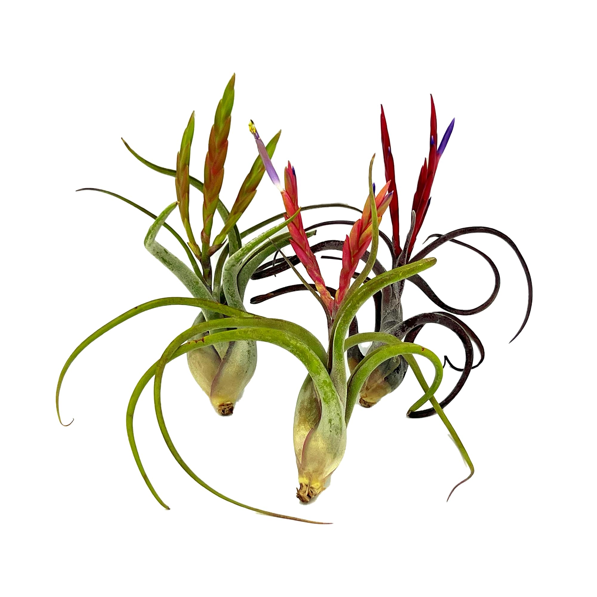 ragnaroc Caput Medusae Air Plants