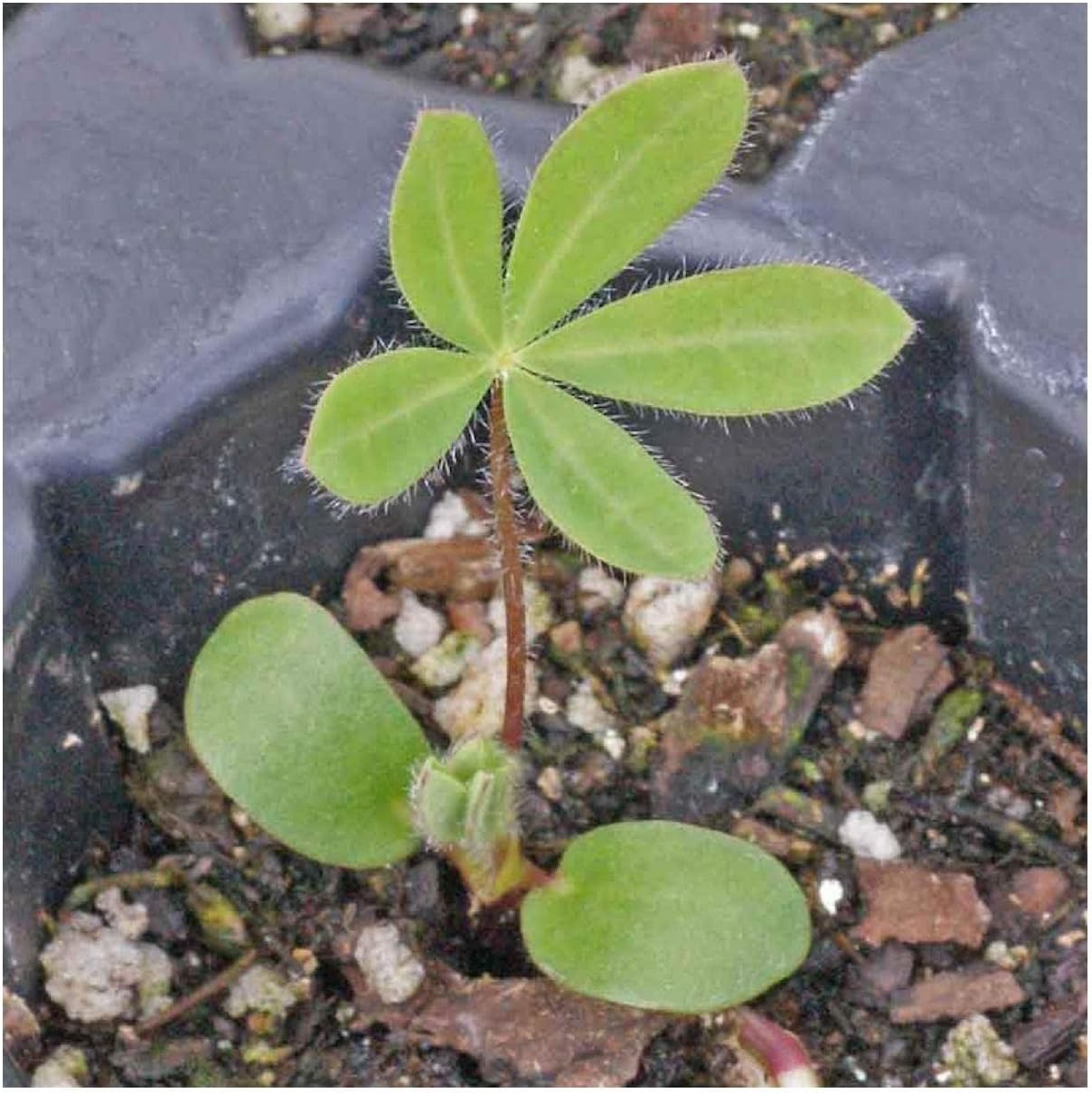 Everwilde Farms - 1 Lb European Lupine Wildflower Seeds - Gold Vault