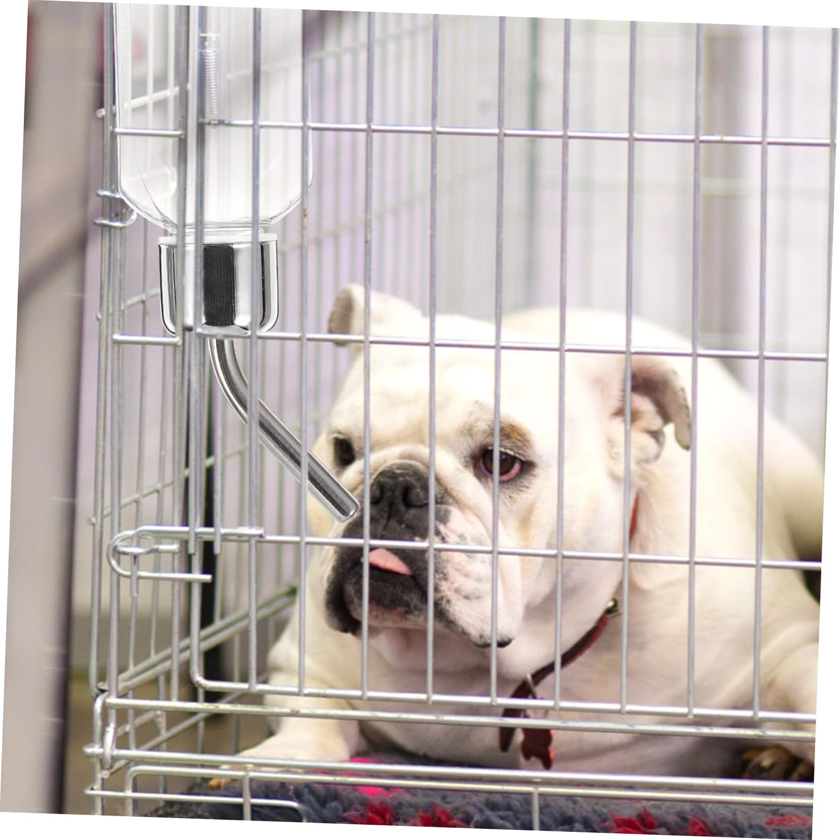 SUPVOX 5 Bebederos Automáticos para Perros Dispensador De Agua Portátil para Mascotas Pequeñas.