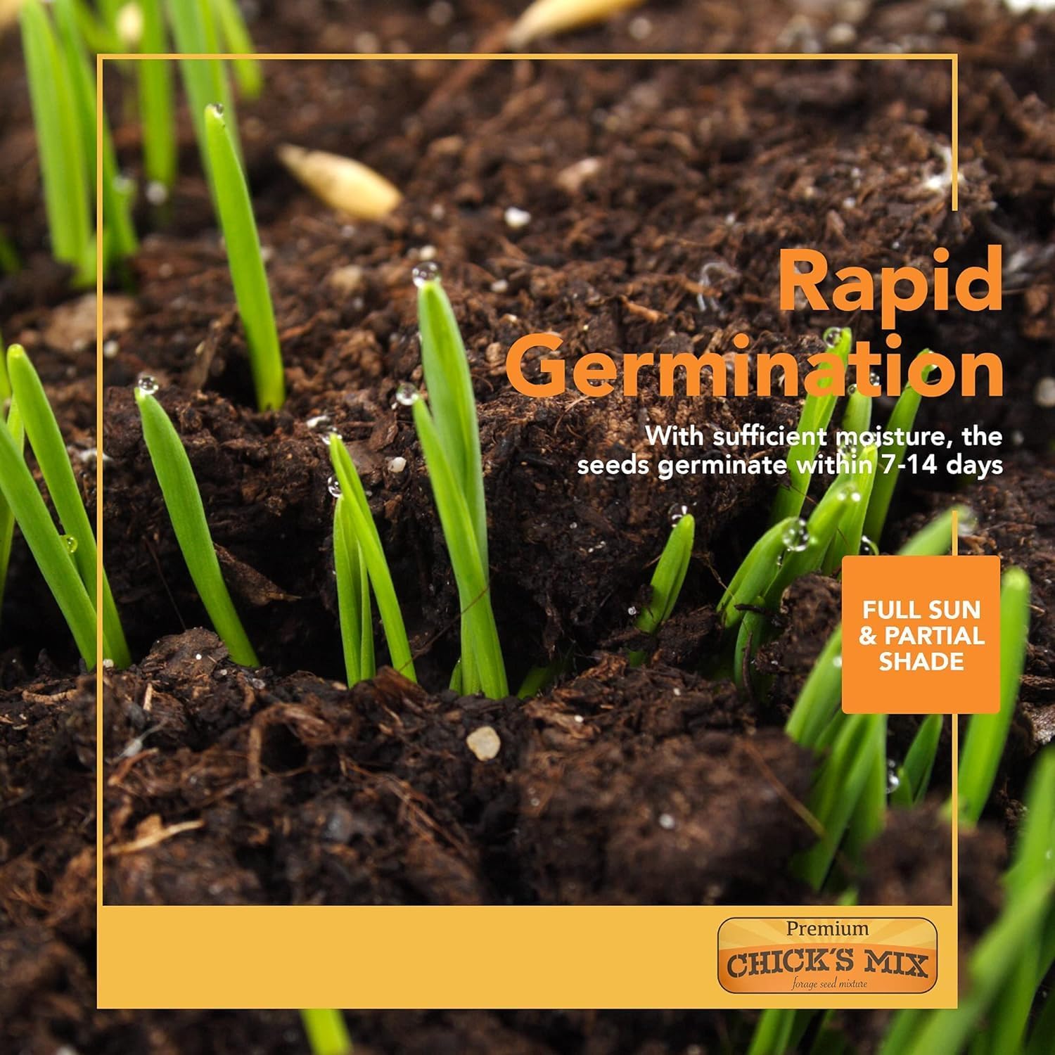 Barenbrug Premium Free Range Chicks Mix Forage Seed Mixture, 1 lb, Pack of 2