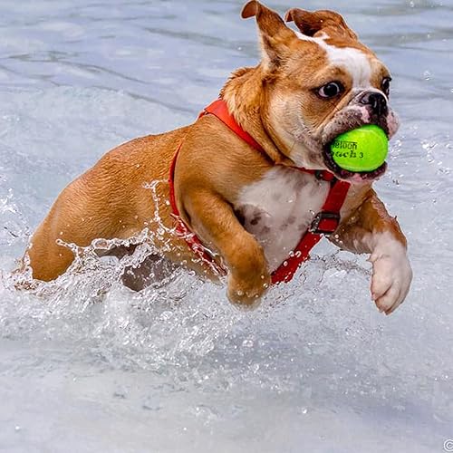 Miniatura 5 de Teloon Pelotas de tenis de entrenamiento de presión, bolsa de transporte de malla de 12 o 18 unidades, 4 colores disponibles, pelotas de tenis sin