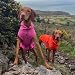 FINNERO Sport Softshell Hundejacke – Winddicht, reflektierend und fleecegefüttert, wasserabweisend und atmungsaktiv – XL, Rosa