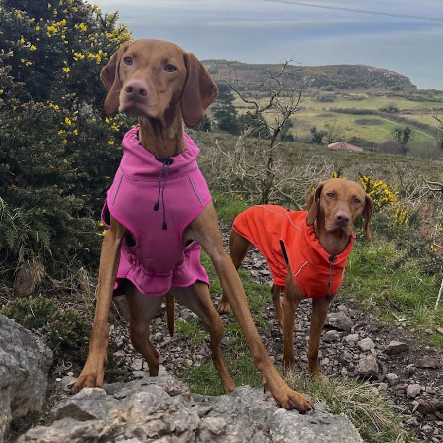 FINNERO Sport Softshell Hundejacke – Winddicht, reflektierend und fleecegefüttert, wasserabweisend und atmungsaktiv – XL, Rosa