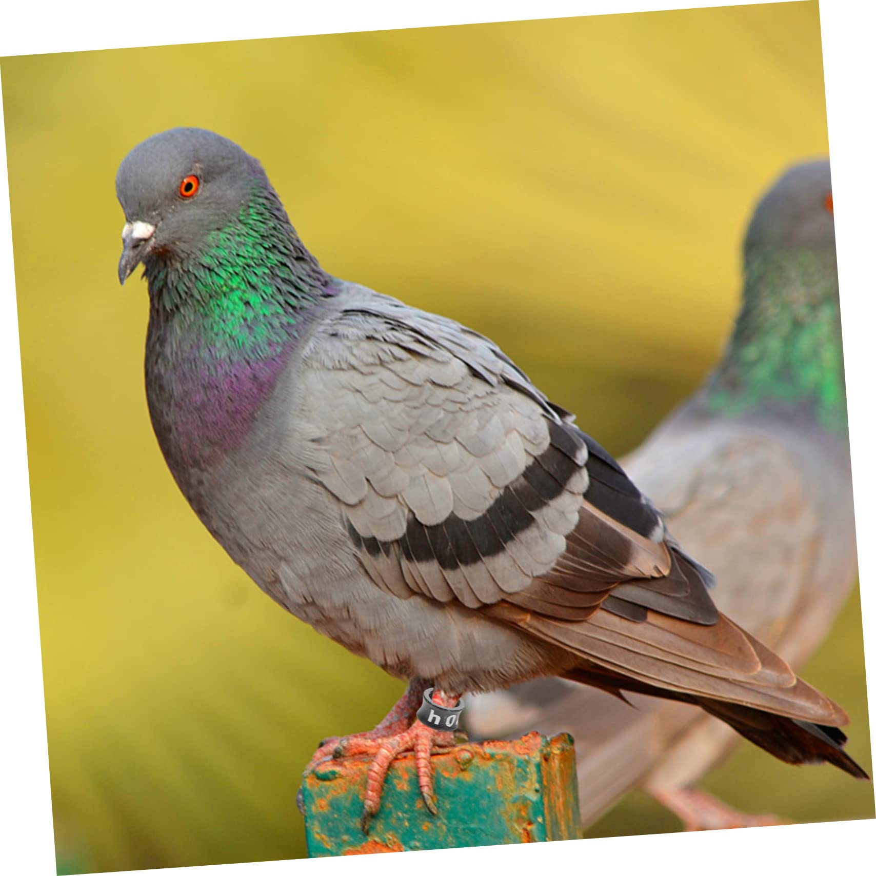 Pierścień do łapek kurczaka, pierścienie identyfikacyjne ptaków, pierścienie do nóg ptaków 50 szt. Drób Gęś na stopy Kaczki Przepiórka Lovebird Gołąb Zięba Game Ptactwo Papuga Gołębie Opaski identyfik