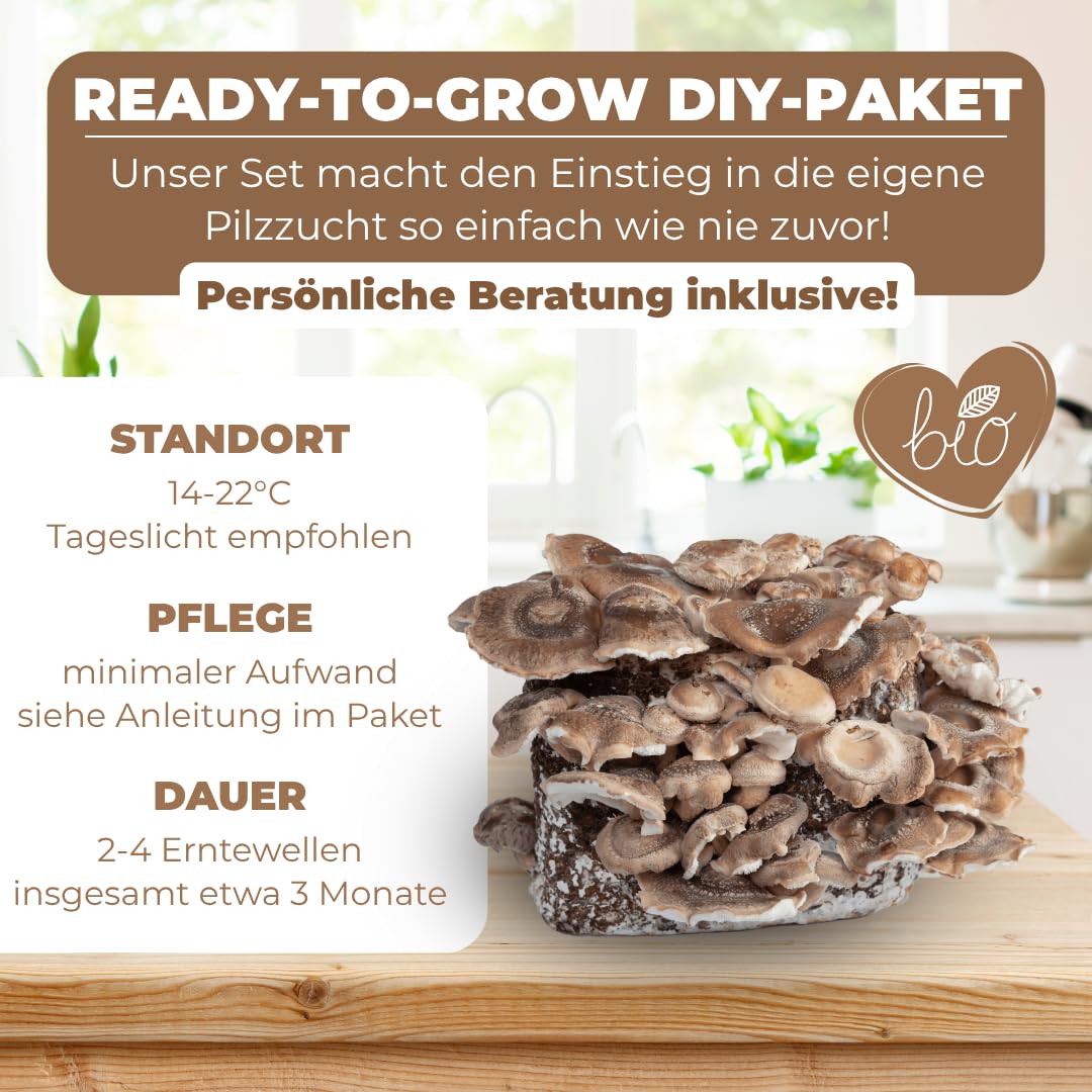 Hawlik Pilzbrut - 3 KG BIO Shiitake Kultur zum selber züchten XXL – kinderleicht Shiitake Pilze anbauen und ernten – komplettes Pilzzuchtset – fertige Pilzkultur für zuhause
