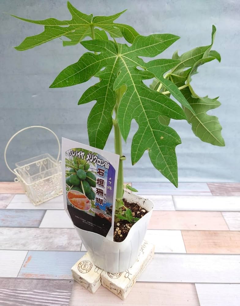 沖縄県産パパイヤ苗 楽天市場】【天煌 （てんこう）】 矮性パパイヤ苗 3.5号ポット苗