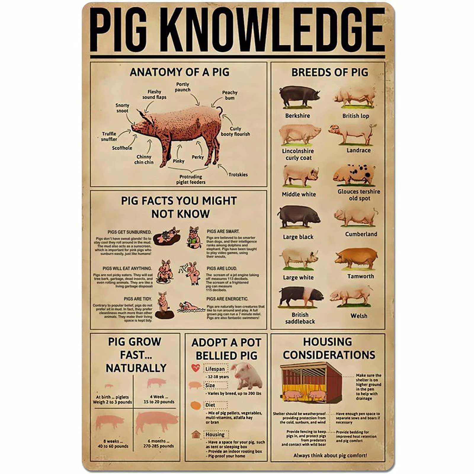 Pig Knowledge Posters Anatomical Variety Science Guide Metal Signs Retro Plaque Room Club Farm Wall Decor 8x6 Inches 8 * 6 Incn