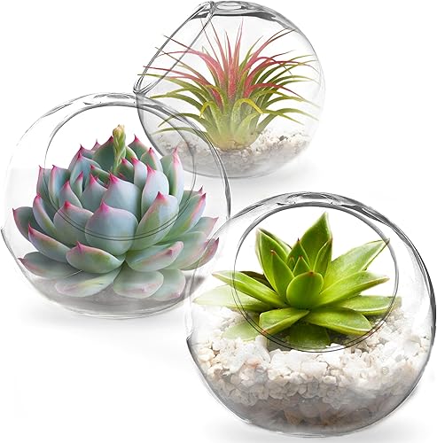 SunGrow Contenedores de mesa, crea un mini jardín de terrario de cristal, excelente regalo y proyecto de bricolaje, puede soportar todas las