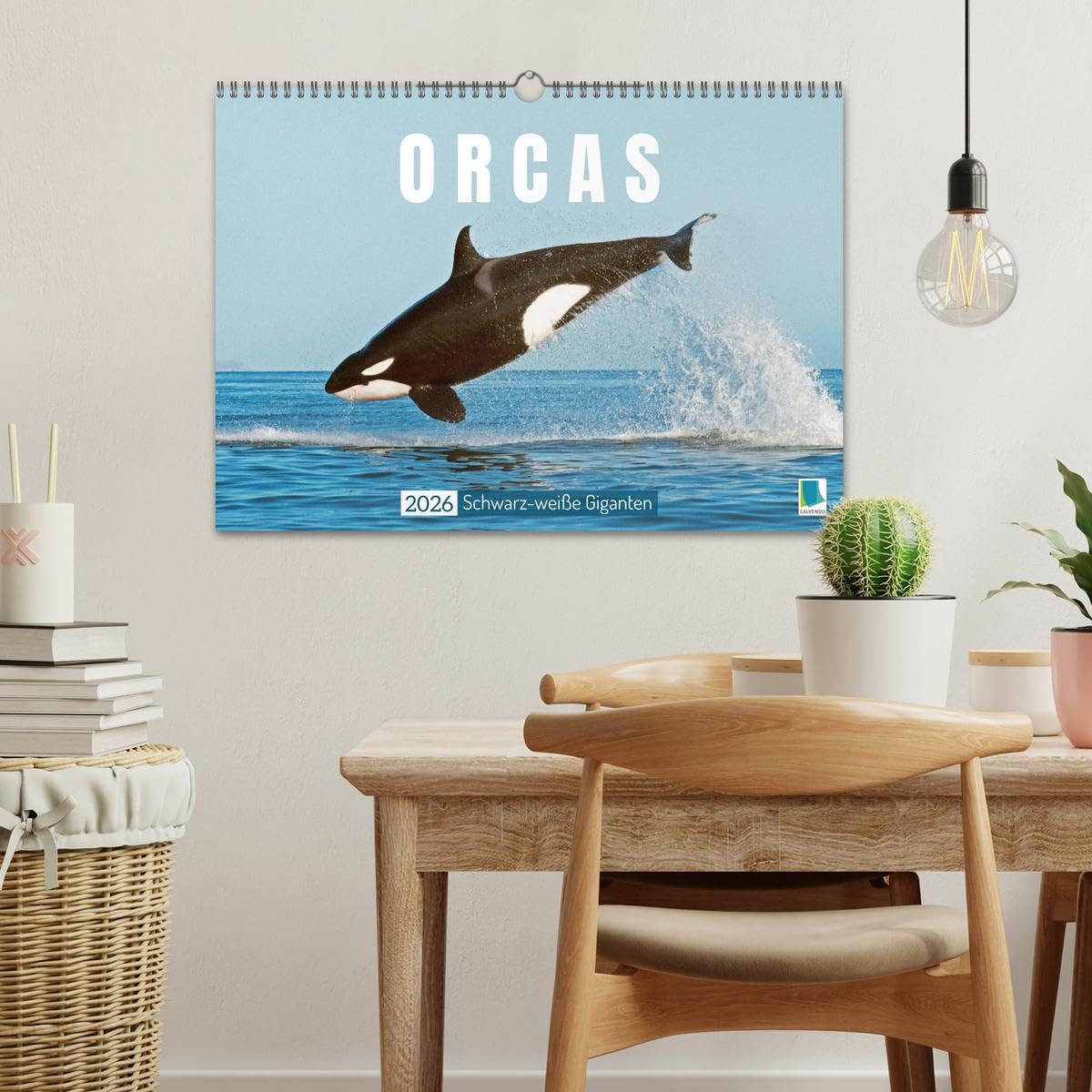 Orcas: Schwarz-weiße Giganten (Wandkalender 2026 DIN A3 quer), CALVENDO Monatskalender: Orcas: Majestätische Meeresakrobaten (CALVENDO Tiere)