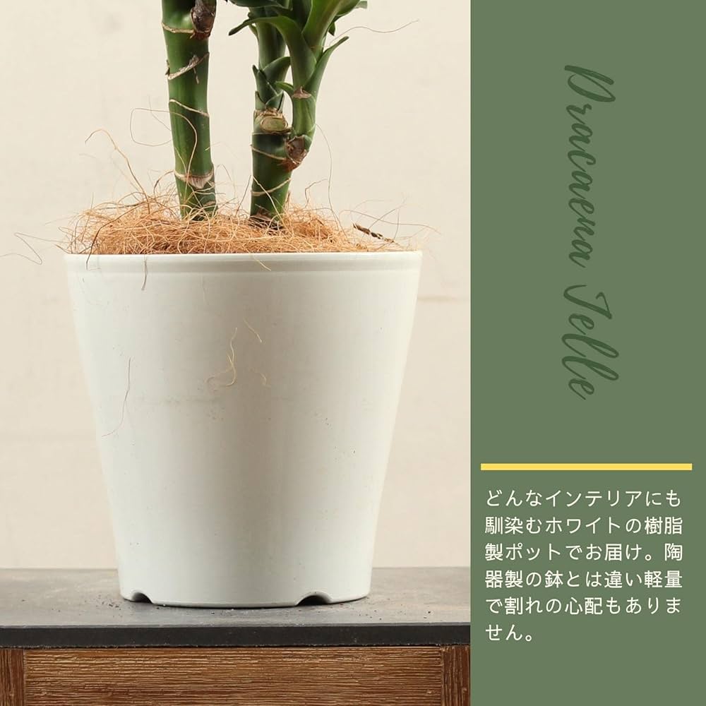 Amazon｜ドラセナ ジェレ 5号 受け皿付 【観葉植物 本物 ミリオン