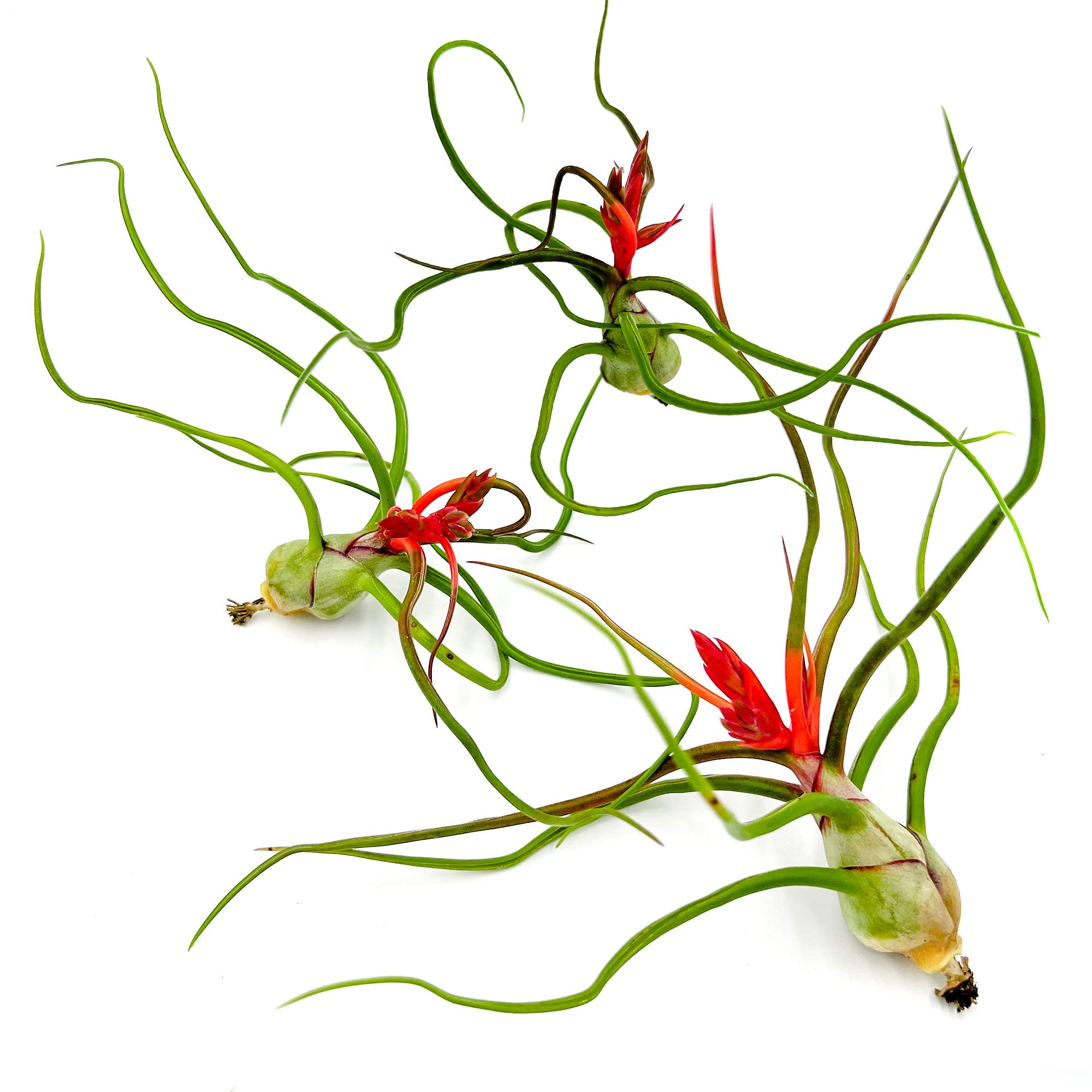 ragnaroc Bulbosa Belize 3ct