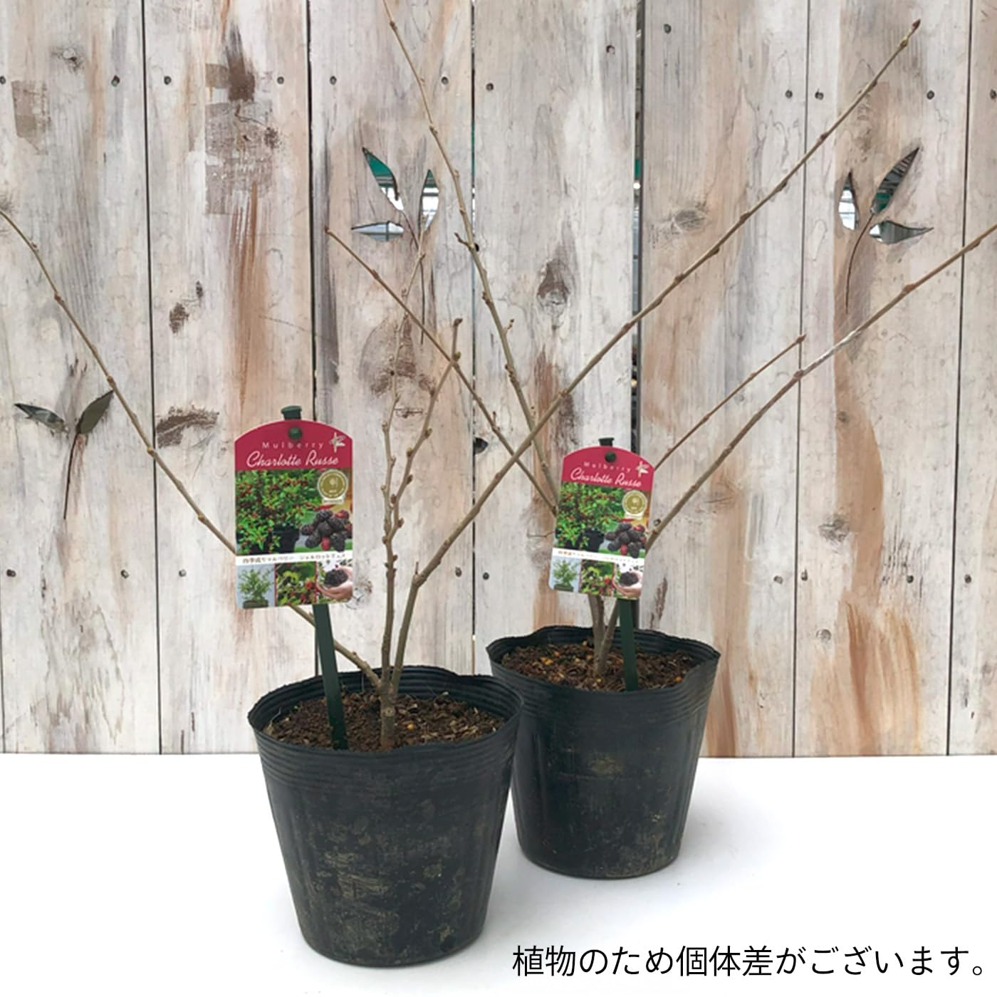 長桑　四季なり　桑苗　確認用 長桑 四季なり 桑苗 確認用 果樹】 四季成りマルベリー