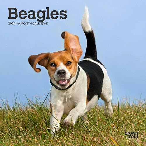 Beagles | 2024 7 x 14 Inch Monthly Mini Wall Calendar | BrownTrout | Animals Dog Breeds