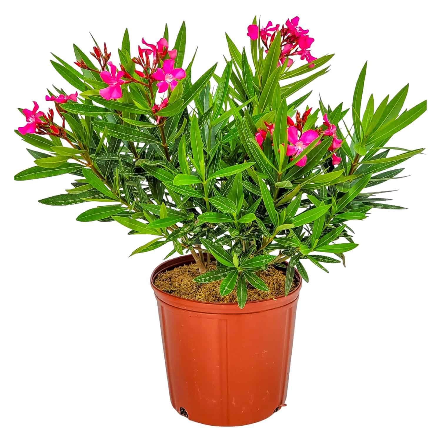 Calypso Pink Oleander Bush
