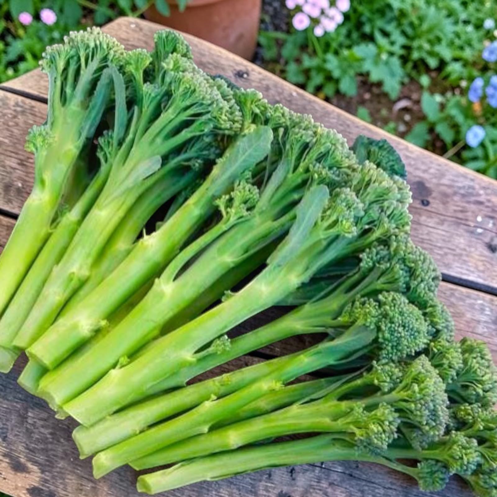 Carbeth Plants Broccoli Tenderette F1 Vegetable Plant 6 Pack - Garden Ready Easy to Grow Veg Plants - Ideal for Kitchen Garden, Pots, Containers & Raised Beds (3)