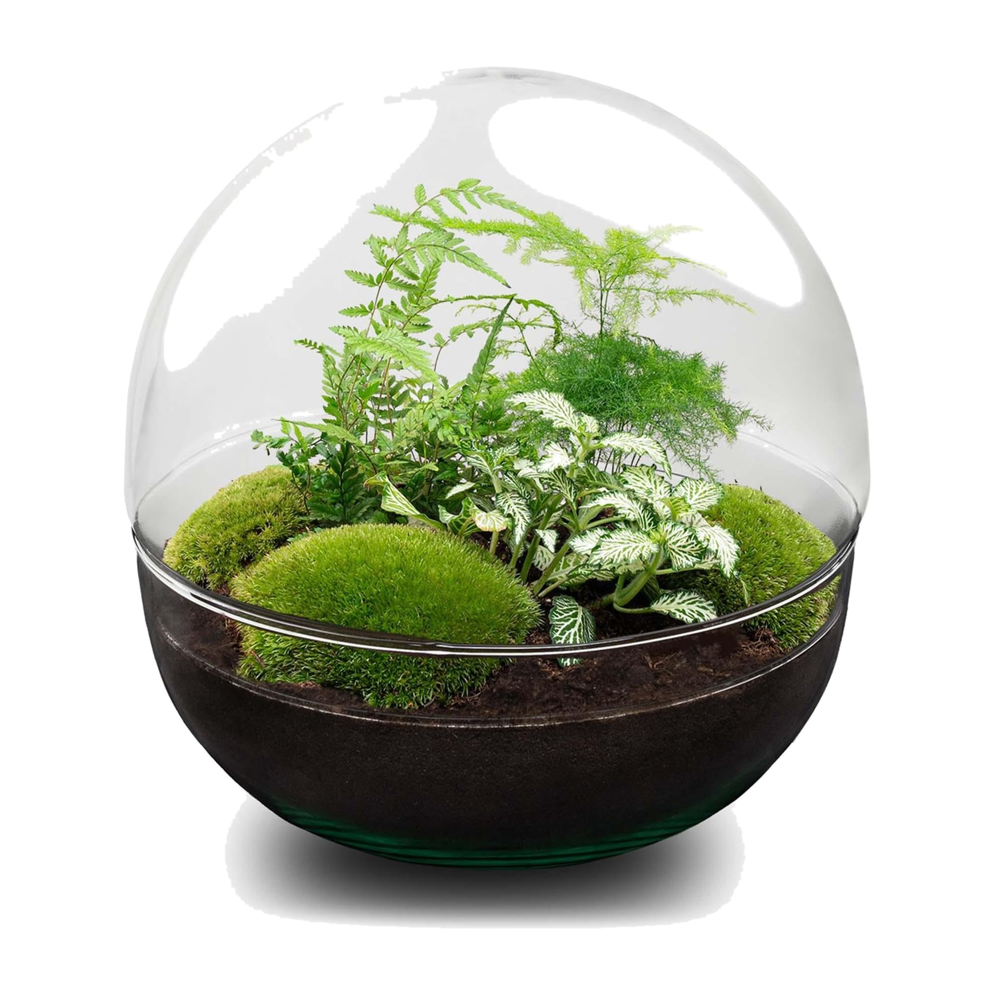 DIY Pflanzen-Terrarium Glas, Flaschengarten Set, Dome XL Ø 28 cm