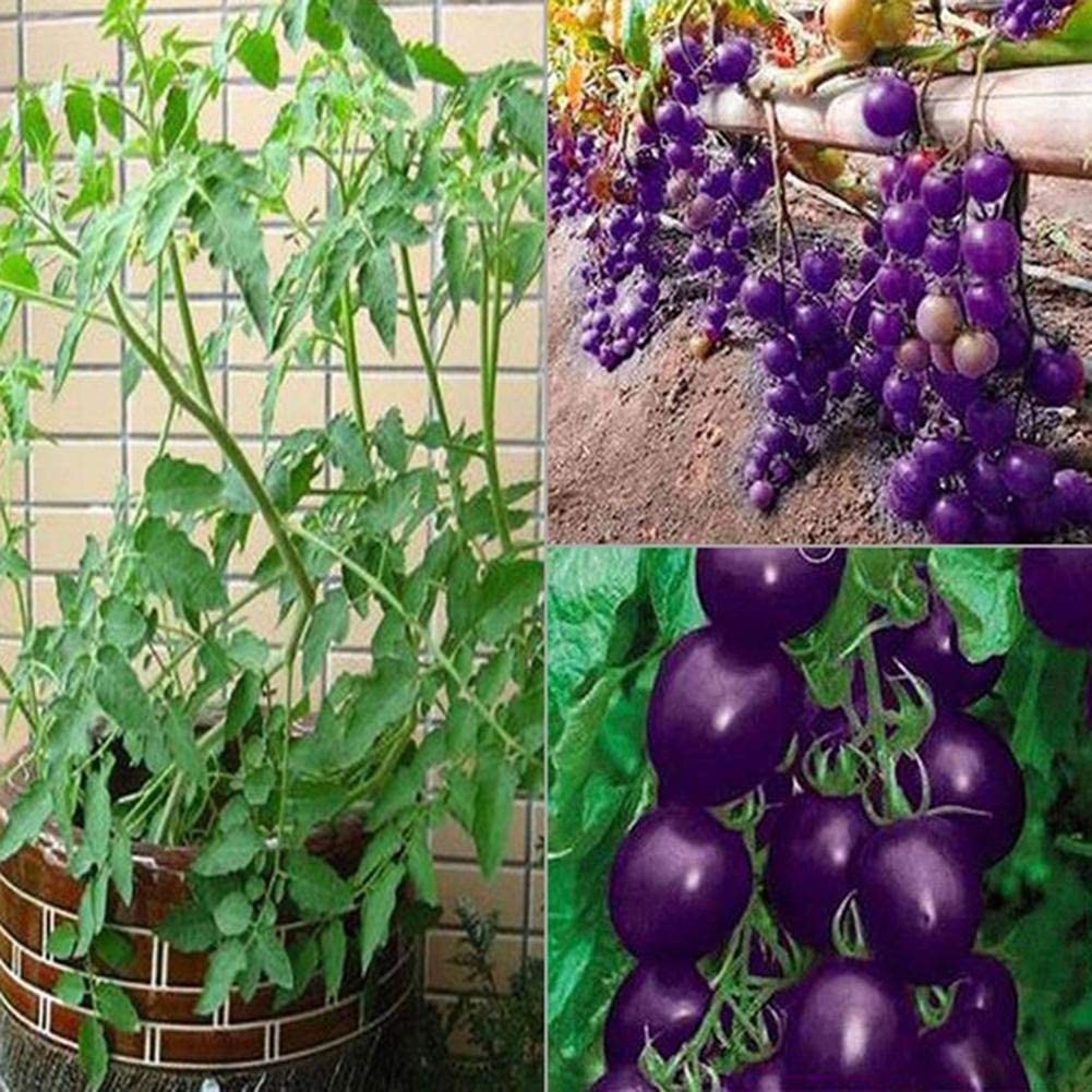 AYWAL Hybrid Purple Cherry Tomato 100 Seeds P44 (B0BT8DRBFT) Amazon Price History, Amazon Price Tracker