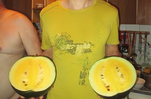 Miniatura 3 de Semillas de frutas de sandía amarilla sin OMG