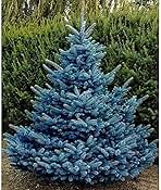 100 Blue Spruce Seeds for Planting | Colorado Blue Spruce, Picea pungens glauca | Attractive Trees fro Privacy or Landscaping