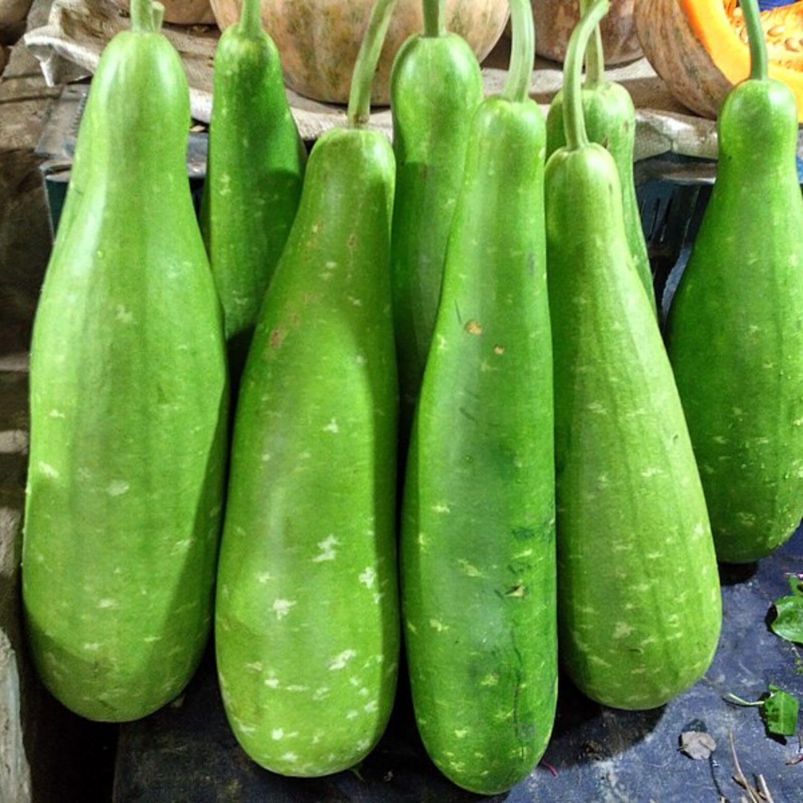 Nelesa Gardening Long Bottle Gourd Seed Lauki Lau Calabash Vegetable Seed - 25 Seeds Pack (B00IRZHPLM) Amazon Price History, Amazon Price Tracker