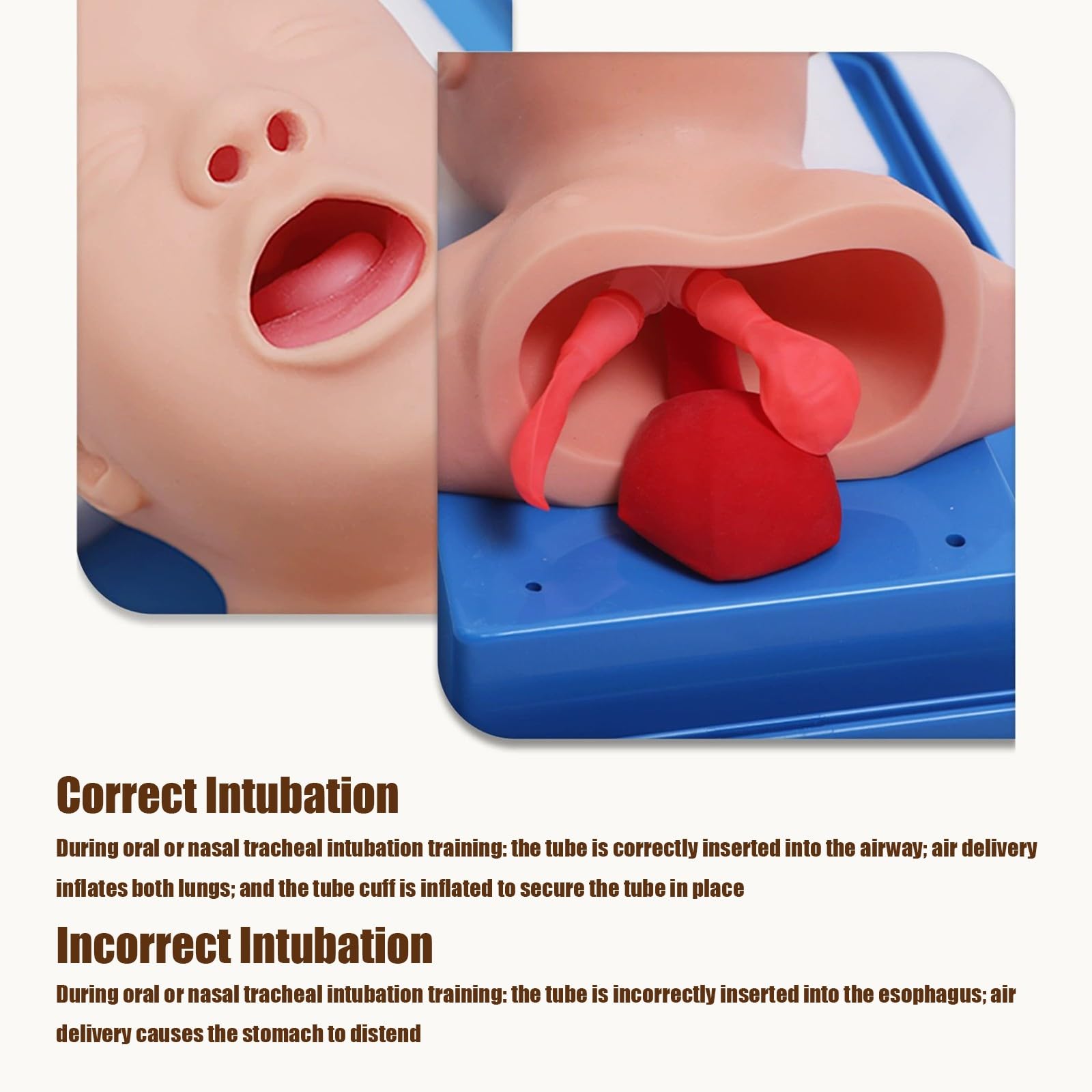 Mannequin d'intubation, simulateur de gestion des voies aériennes, intubation endotrachéale par PVC, pour l'enseignement en laboratoire, formation infirmière et médicale A
