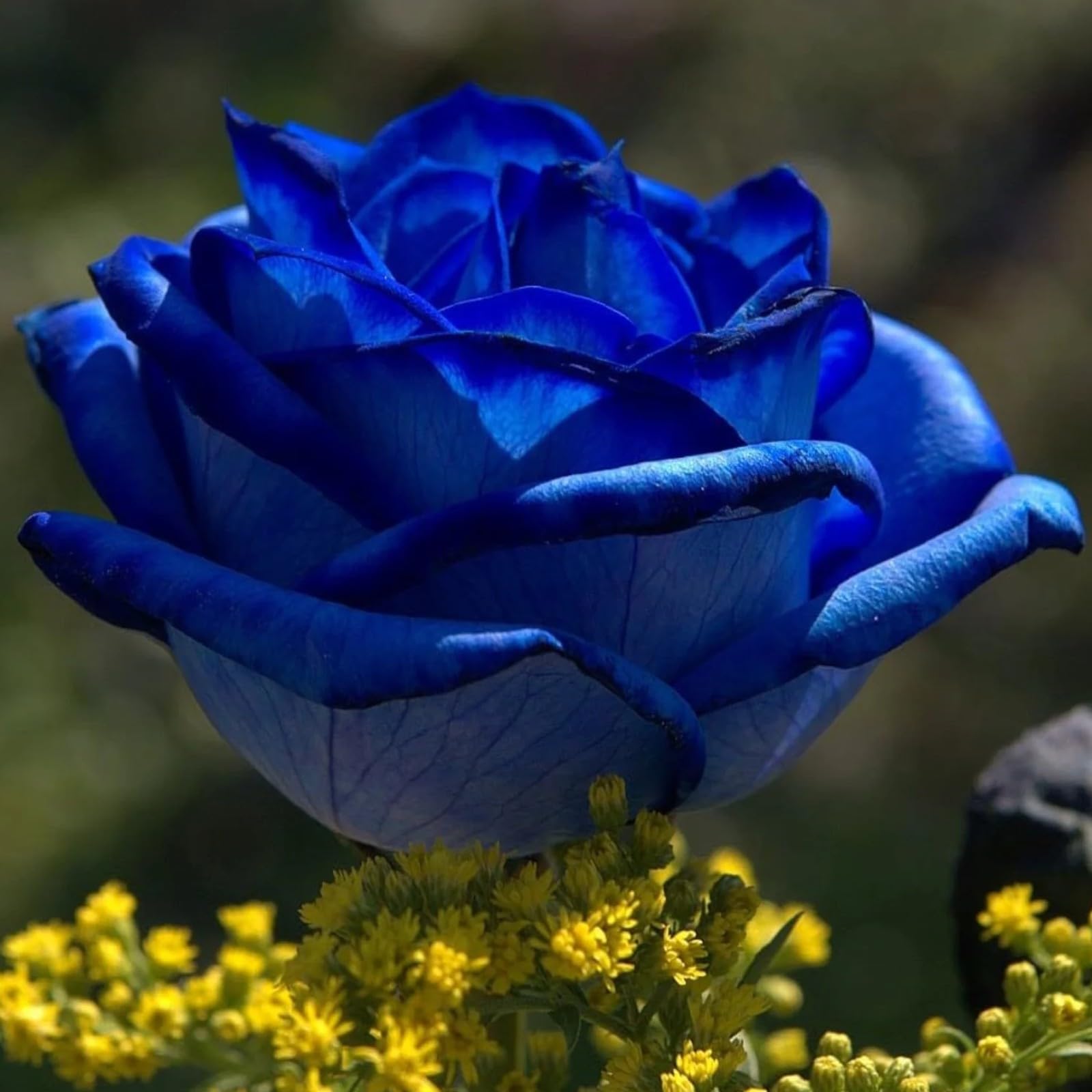 Rose Bulbs Mix for Planting Now UK/Greening Flower/Good for Containers/Cut Flowers/Strong Plants That Grow Well/Natural Organic/Wedding Flowers.-3bulbs-B