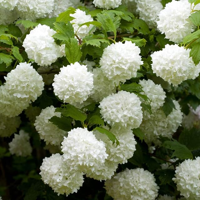 You Garden - 1 x Viburnum opulus 'Roseum' Snowball Tree in a 9cm Pot Ready to Plant Out - Snowball Tree in a 7/9cm Pot Deciduous Shrubs for Gardens Hardy Plants for Outdoors in Garden Approx Growth 4m