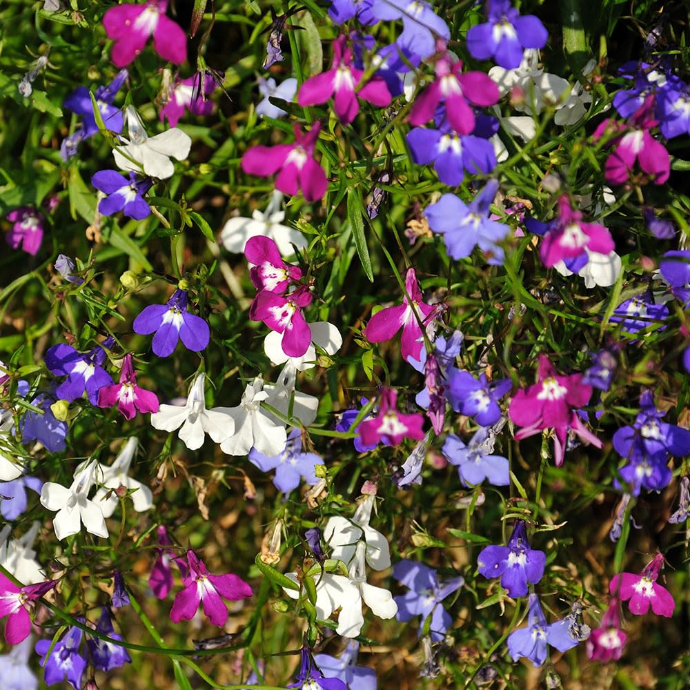 Lobelia Colour Cascade Seeds – A Colourful Hanging Basket and Container Favourite – RHS Award of Garden Merit – Half Hardy Annual – for Your Beautiful Garden