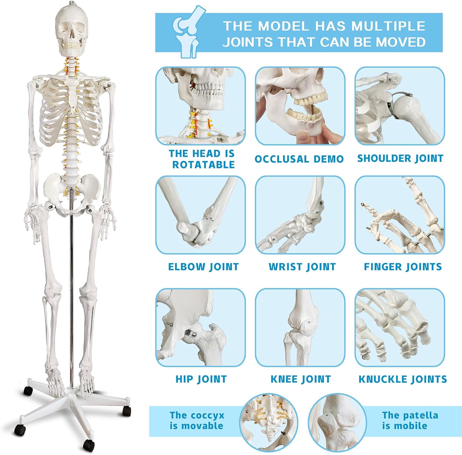 HADWYN Life Size Human Skeleton Model for Anatomy- Medical Human Skeleton Model with Nervous System 70.8 in with Rolling Stand for Medical Study and Display 3 Posters