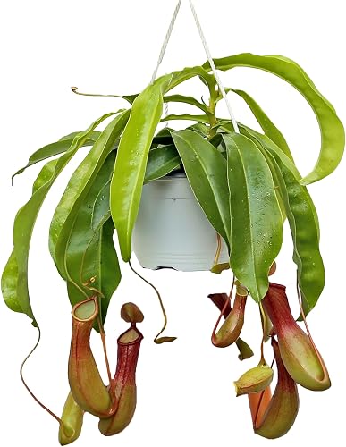 Live Pitcher Plant, Nepenthes Houseplant, Monkey Cup, Unusual Rare Plant, Office Gift, Housewarming Gift, Fully Rooted Indoor Plant, Grandma Gift, Birthday Gift in 6" Hanging Basket