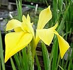 Louisiana Iris Bog Plant - Dixie Deb - Yellow Marginal Pond Plant from AquaLeaf Aquatics