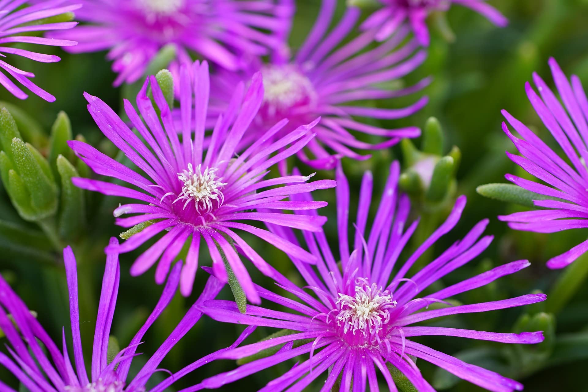 Ice Plant Flower Hybrid Seeds | Ice Plant Mixed Color High Germination Seeds Winter(Pack Of 50 seeds) (B0BQQSLS18) Amazon Price History, Amazon Price Tracker