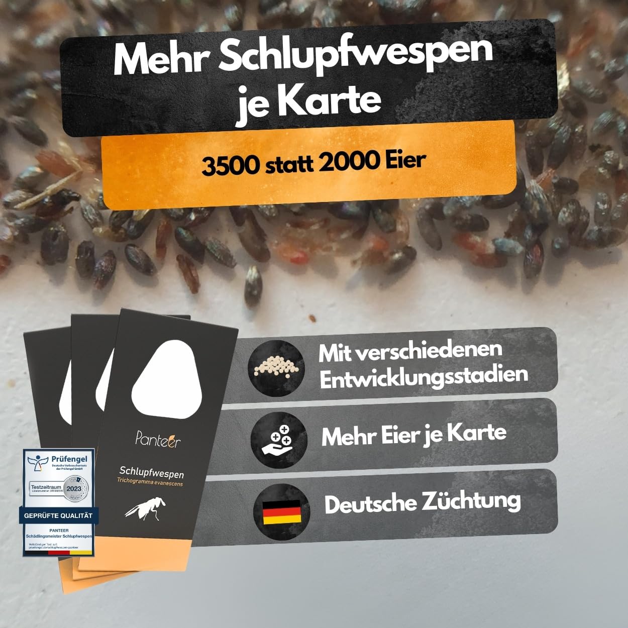 Panteer® Schlupfwespen gegen Lebensmittelmotten + GRATIS Mottenfalle - 12 Karten (4 Karten à 3 Lieferungen) - Schlupfwespen - Lebensmittelmotten Falle - Schlupfwespen gegen Motten - Made in Germany