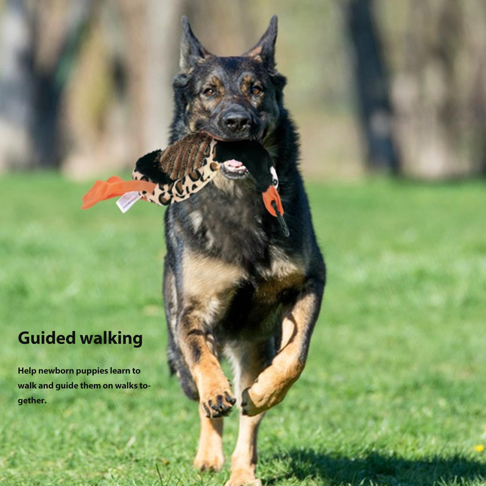 Palo telescópico para Perros, Palo de coqueteo de 52 Pulgadas, Varita Extensible interactiva para Perros, Ejercicio, Entrenamiento, Fuerza Muscular, Juego en Interiores y
