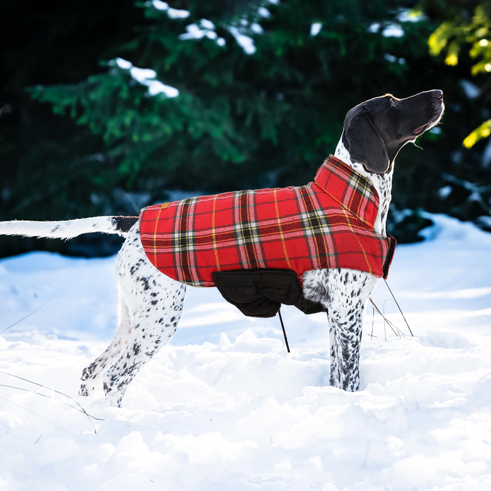Amazon.com : Kuoser Waterproof Dog Coat, Reversible Dog