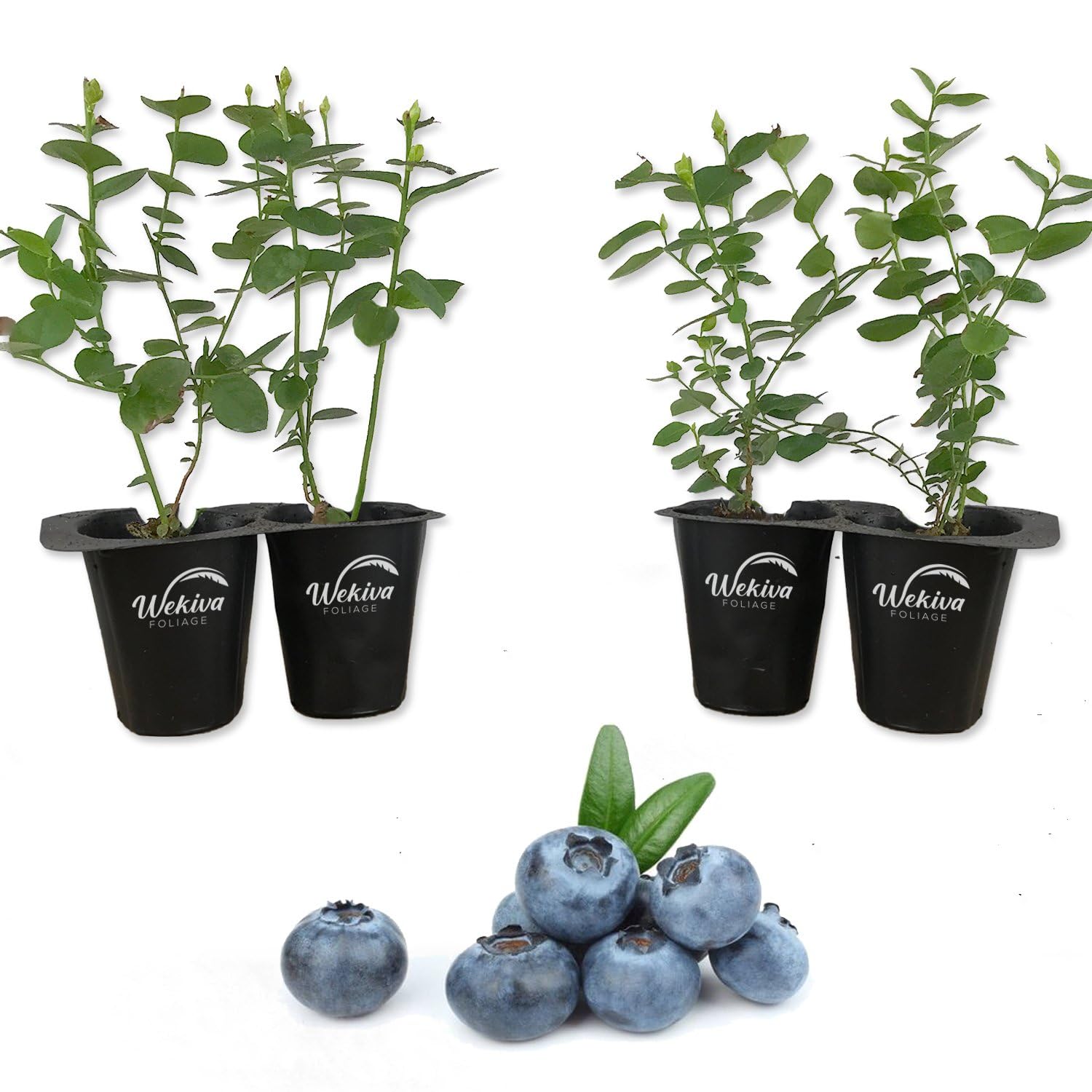 Wekiva Foliage Snowchaser Blueberry Plant 4 Pack