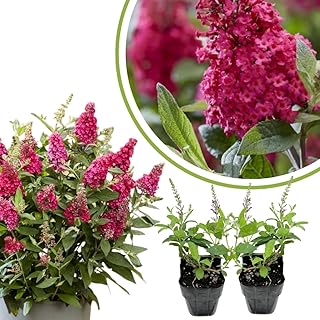 2 Butterfly Bush Live Plants, Raspberry Buddleia Shrubs, 5–9 Inch Tall, Fragrant Flowering Shrubs, No Pot