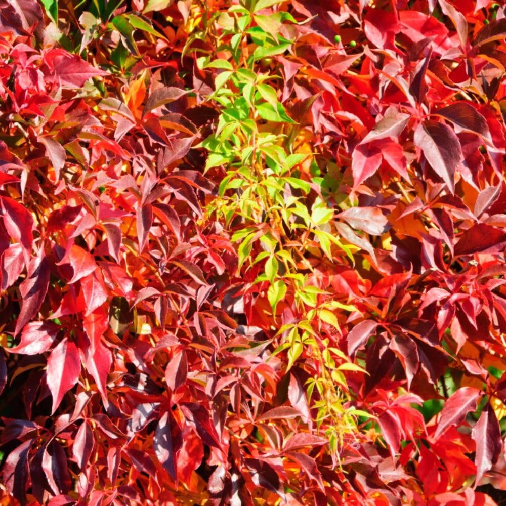 Parthenocissus quinquefolia 'Engelmannii' Virginia Creeper - Hardy Climbing Shrub with Spectacular Autumn Colours – 1x 9cm Potted Plant by Thompson & Morgan