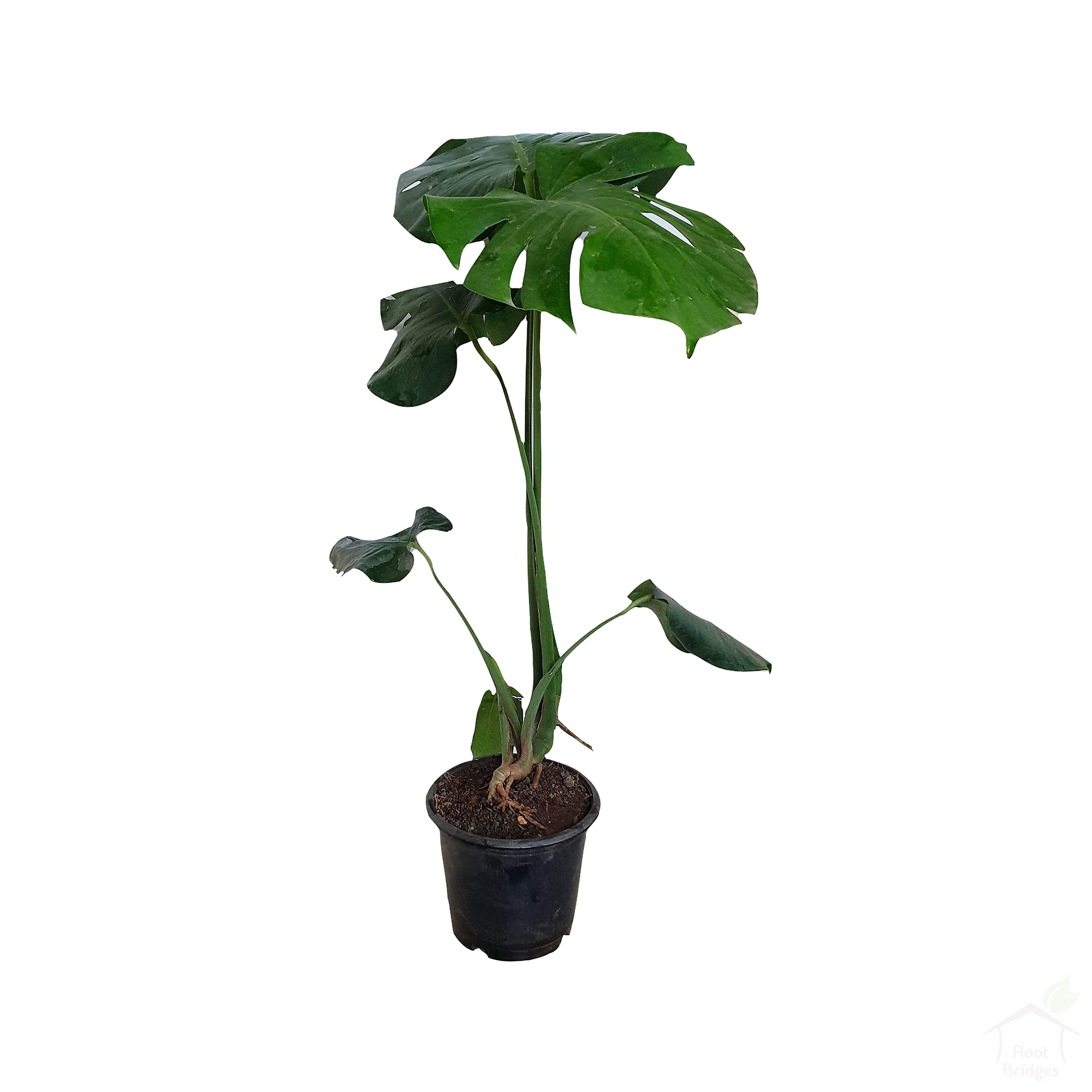 Buy Root Bridges Monstera Deliciosa Swiss Cheese (Pot Included) Online