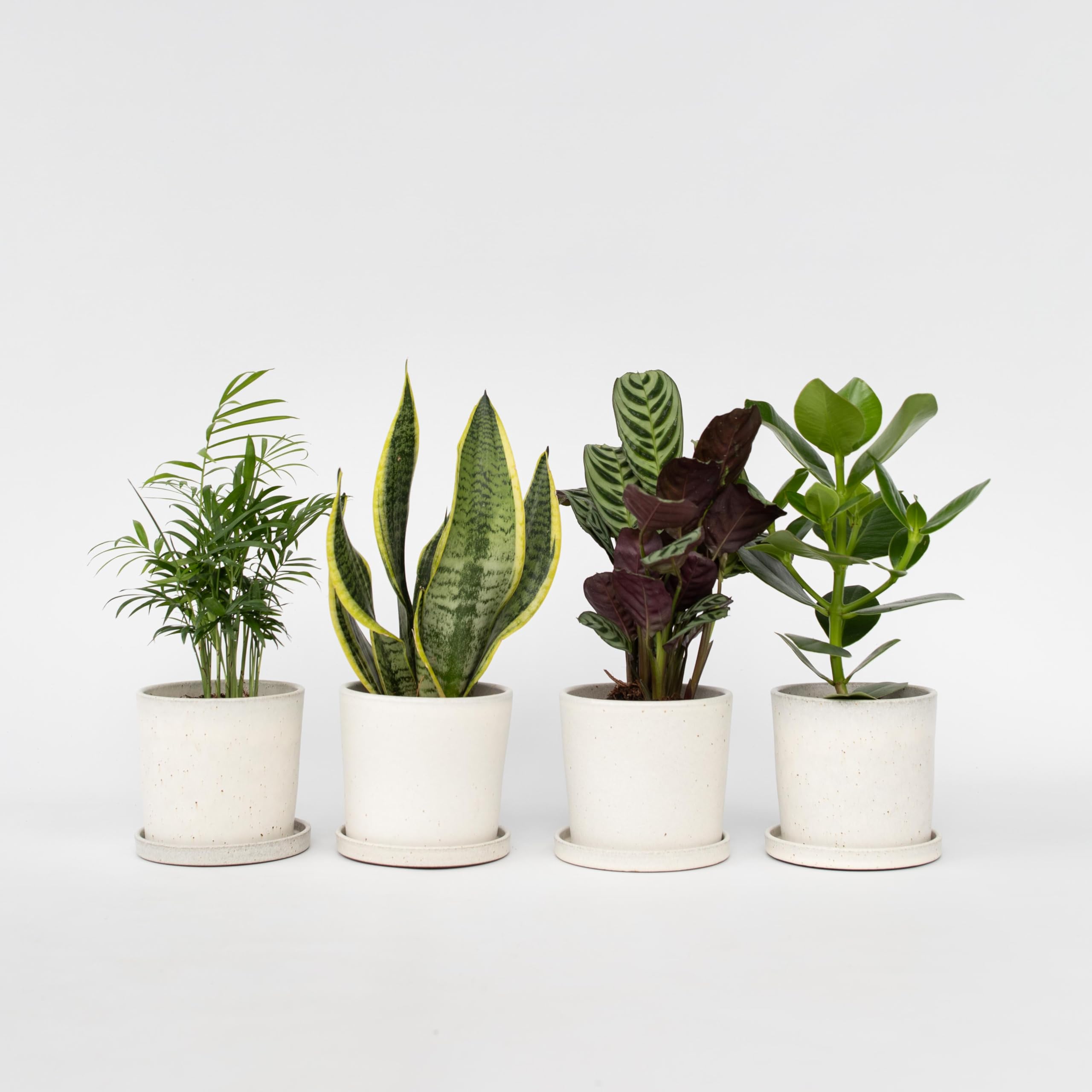 Plant in a Box - Plantes d'intérieur 'Entretien facile' - Set de 4 - Très facile d'entretien - Pot 12cm - Hauteur 25-40cm - Sansevieria, Chamaedorea, Ctenanthe, Clusia