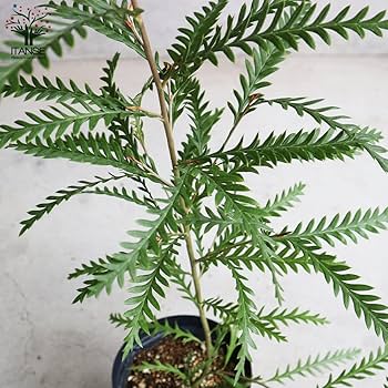 シルバー グレビレア アイバンホー 根付き鉢物大株 高さ1.3m 8号鉢 Amazon.co.jp: グレビレア・アイバンホー 5号スリット鉢【品種で