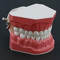 Vista 4 de Dientes dentales Modelo de dientes Adulto 1:1 Normal Estándar Typodont Cepillado Demostración Práctica Demostración Enseñar Estudio (M7010-1)