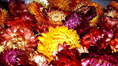 Miniatura 3 de Semillas Fresa Gigante Mezcla Immortelle Helihrizum Jardín Anual Al Aire Libre Corte Para Plantar No GMO