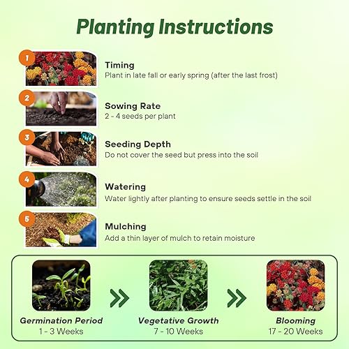 Miniatura 5 de Outsidepride Gay Butterflies - Semillas de algodoncillo de mariposa, 50 piezas perennes, tolerantes al calor y a la humedad, semillas de flores