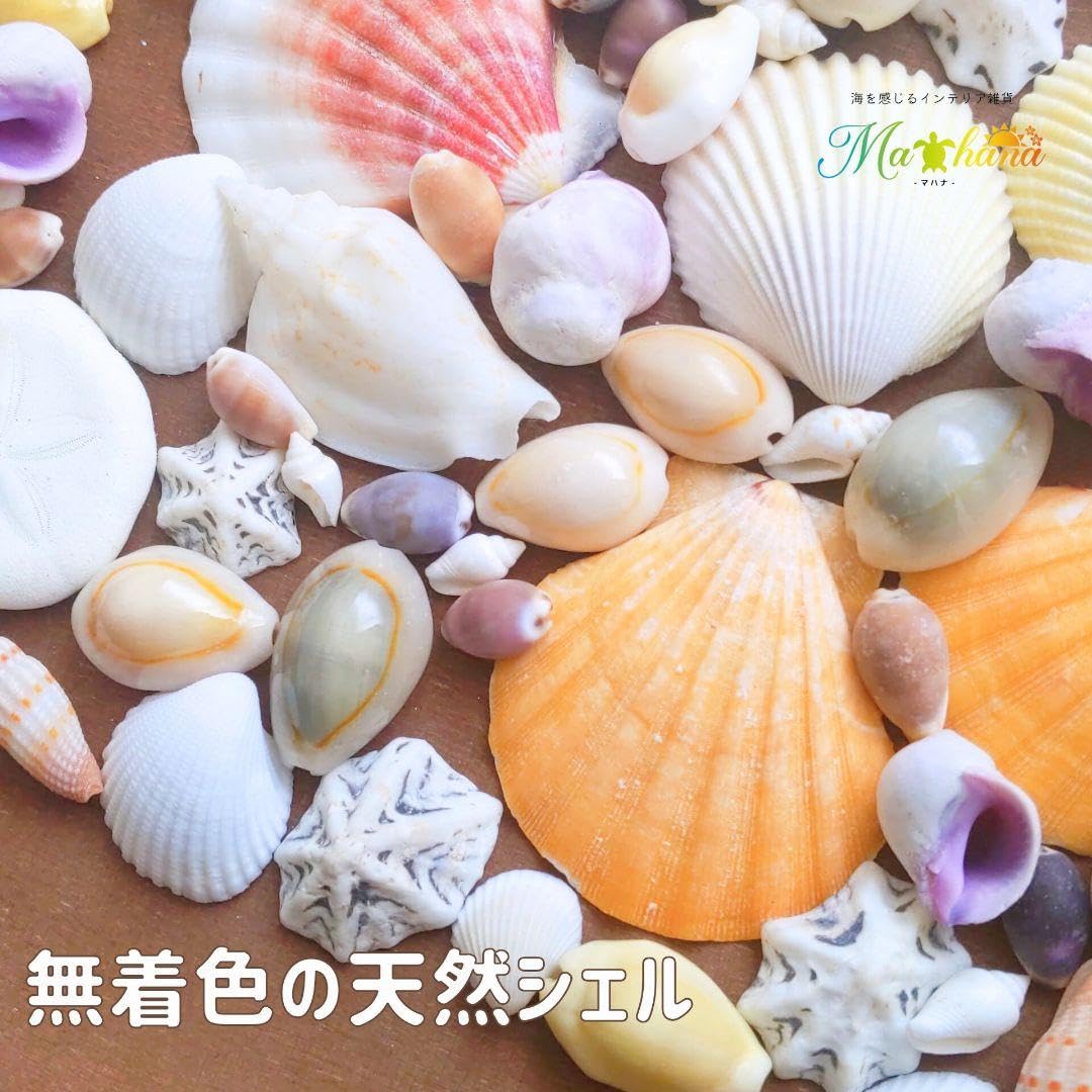 Amazon.co.jp: 貝殻セット 貝がら 大量 シェルパーツ ナチュラル 海