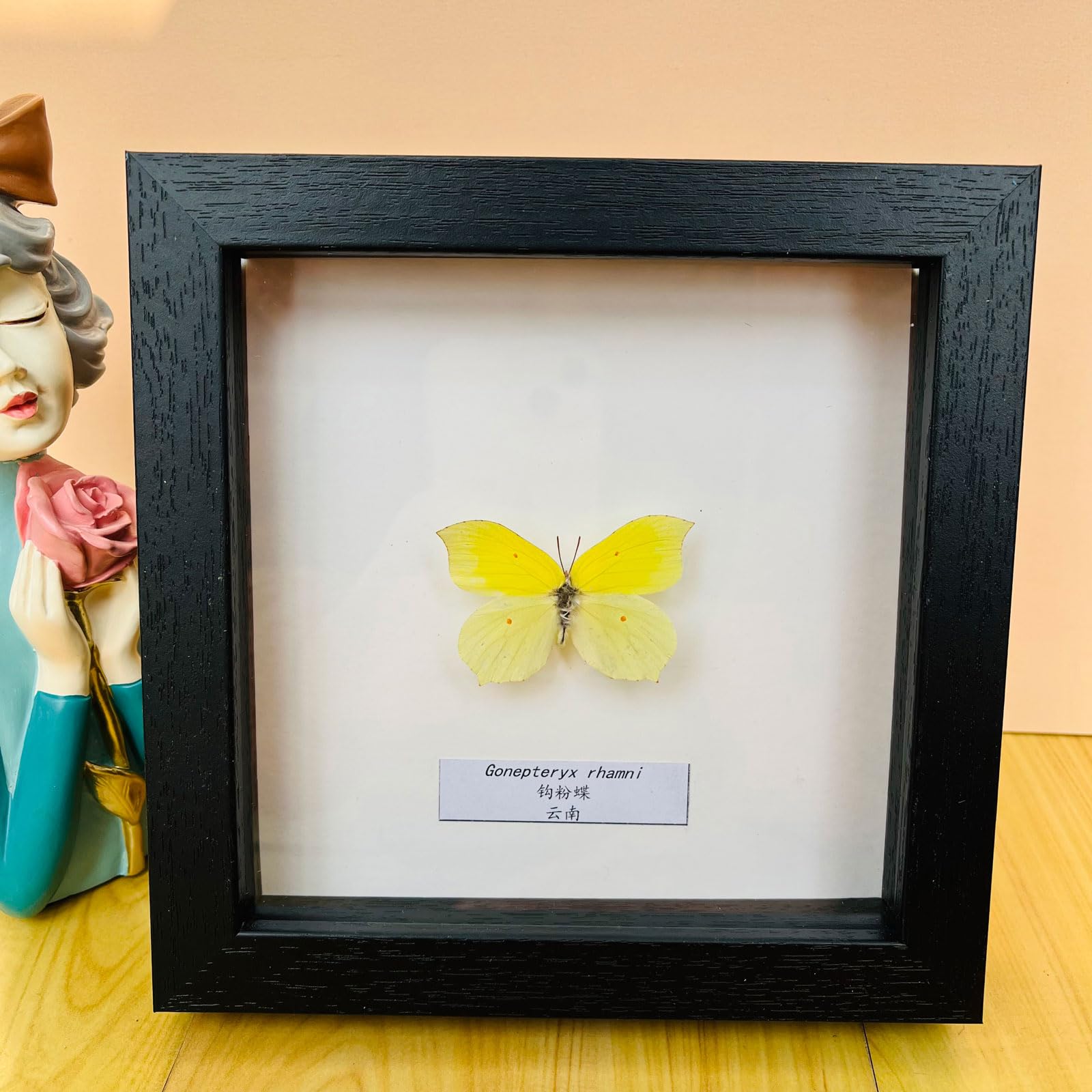 Taxidermy Mounted In Frame,Exquisite Butterflies Insect Specimen,Collection Of Butterfly,Unique Home Decor Wall Decoration Gift For Christmas Valentine Birthday,Real Butterfly Specimens17.6*17.6cm