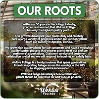 Vista 5 de Ficus Tree - Paquete de 5 plantas de inicio en macetas de 2 pulgadas, variedad de variedades, impresionante planta interior de fácil cuidado