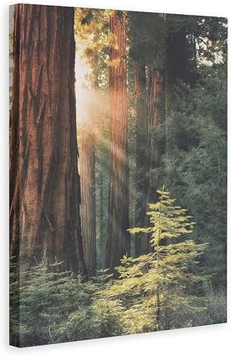 Póster de lienzo con diseño de árbol de secuoya con salida del sol, bosque, naturaleza, decoración de dormitorio, paisaje deportivo, oficina,