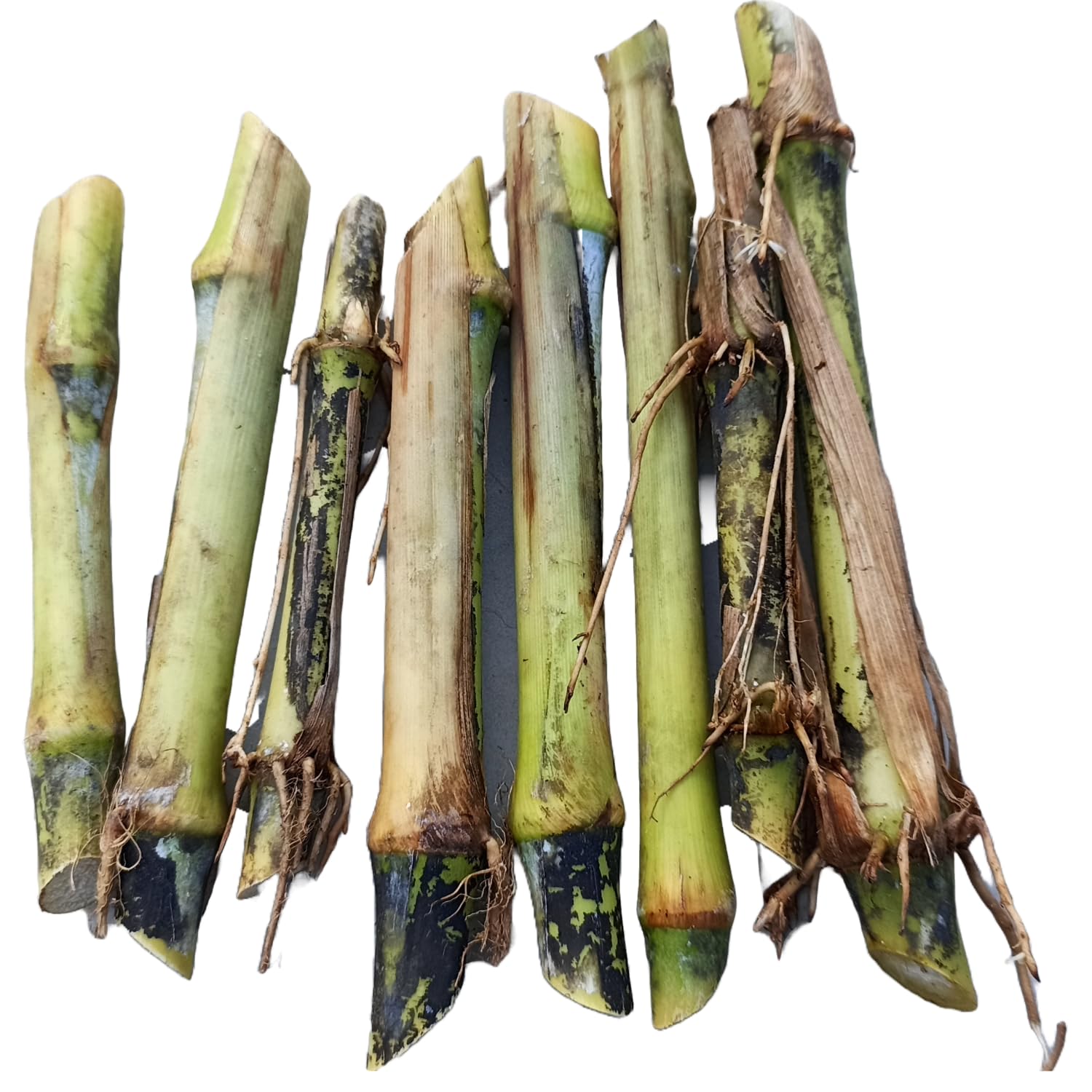 Super Napier/Pakchong-1 Multi-Cut Grass Double Nodes Slips/Stick (Pack Of 100 Fresh Slips)-image-6