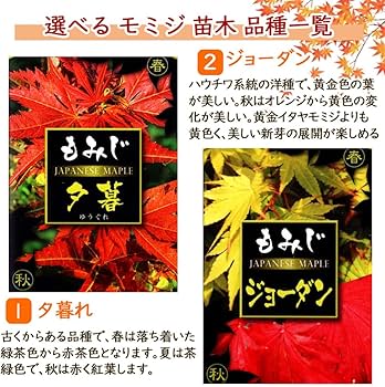 モミジ楓 71yzkyktgjL._AC_UF894,